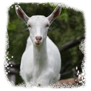 goat dobra luka
